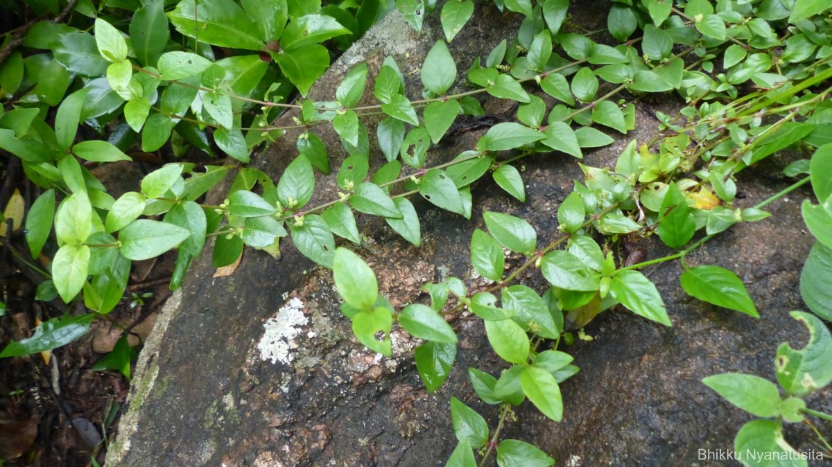Psilotrichum patulum (Willd.) I.M.Turner